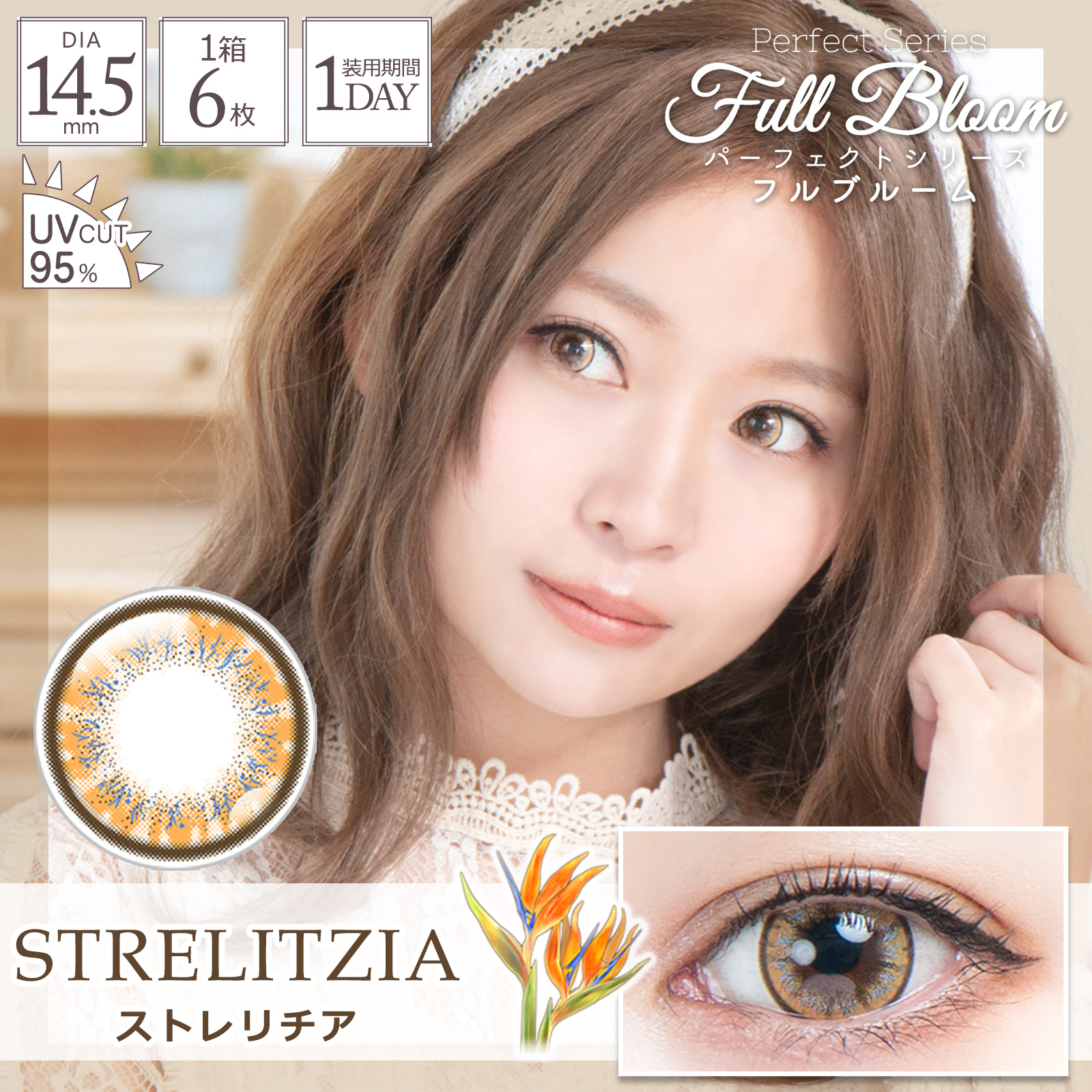 フルブルーム ストレリチア