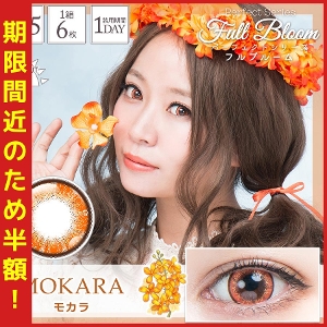 �p�[�t�F�N�g�V���[�Y �t���u���[�� ���J��(6����)�@�y���A�E�g���b�g�i�z